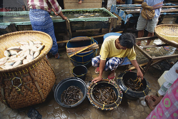 Fisch Markt  Rantepao  Toraja Region  Sulawesi  Indonesien  Südostasien  Asien