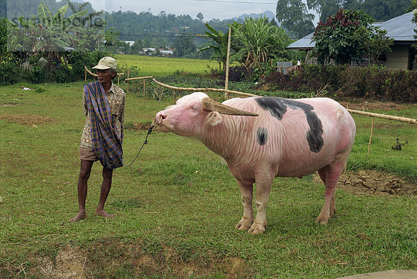 Mann mit Wasserbüffel zu Markt  Rantepao  Toraja Region  Sulawesi  Indonesien  Südostasien  Asien