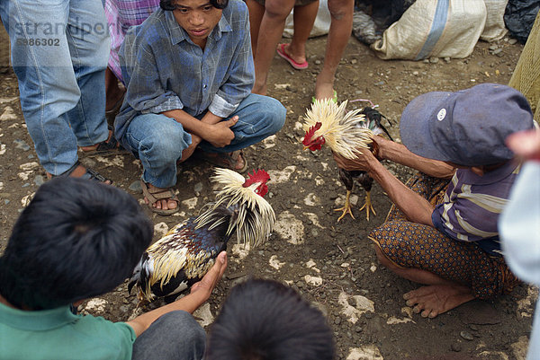 Kämpfen Hähne  Toraja Bereich  Sulawesi  Indonesien  Südostasien  Asien