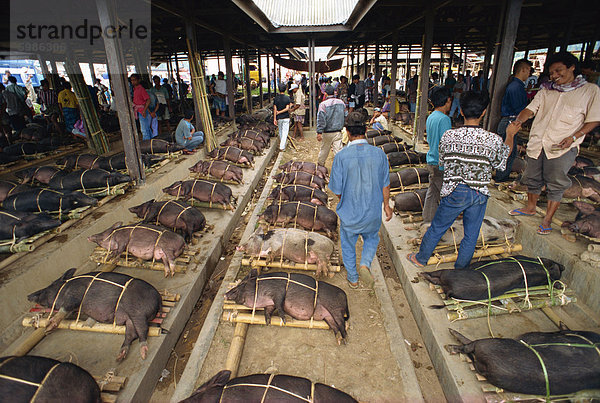 Schwein Markt  Rantepao  Toraja Region  Sulawesi  Indonesien  Südostasien  Asien