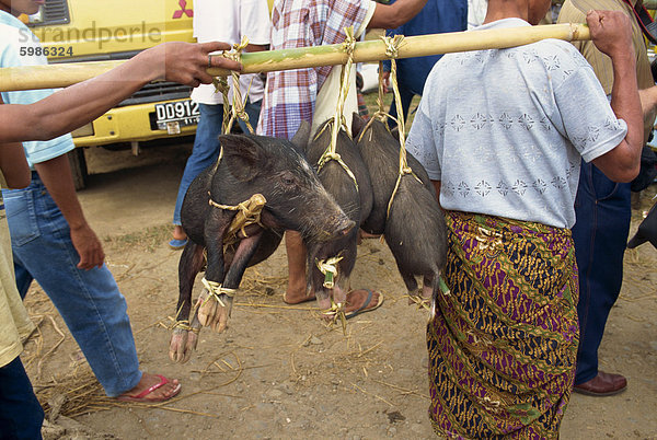 Schwein Markt  Rantepao  Toraja Region  Sulawesi  Indonesien  Südostasien  Asien