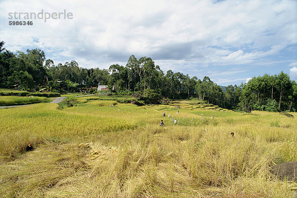 Toraja Region  Sulawesi  Indonesien  Südostasien  Asien