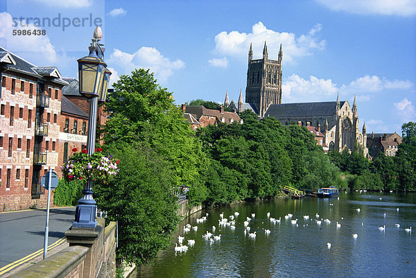Schwäne auf dem Fluss Severn und Kathedrale von Worcester  Worcestershire  England  Vereinigtes Königreich  Europa