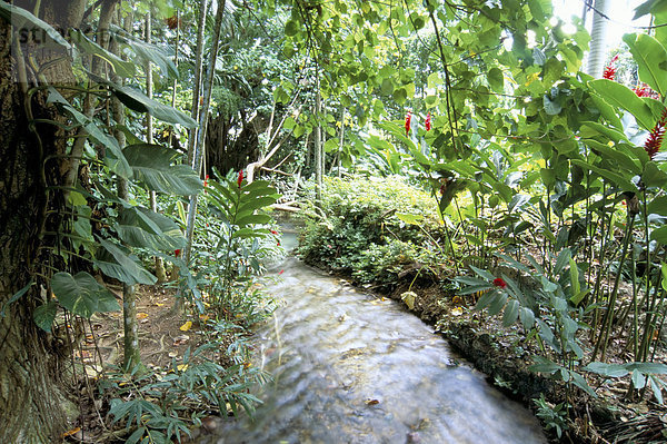 Tropenwald  Shaw Park  Ocho Rios  Jamaika  Westindische Inseln  Mittelamerika