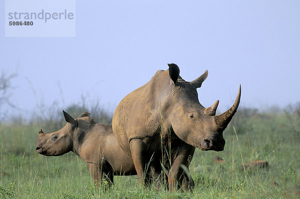 Weiße Rhino (Ceratherium Simum) mit Kalb  Itala Game Reserve  Südafrika  Afrika