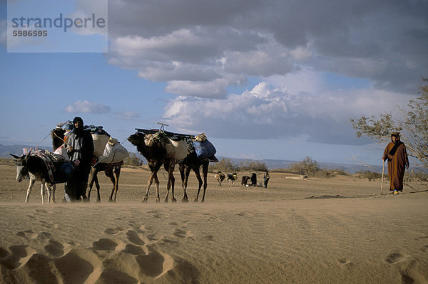 Kamele und Esel geführt vom Brunnen am desert Trek  Draa-Tal  Marokko  Nordafrika  Afrika