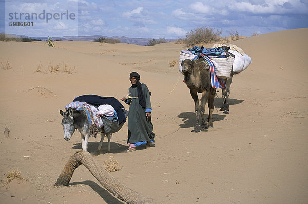 Kamel Mann führende Esel und zwei Kamele auf Wüste Trek  Draa-Tal  Marokko  Nordafrika  Afrika