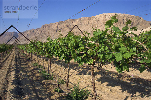 Zeile der Reben im Weinberg bei Qumran  Judean Desert  Israel  Naher Osten