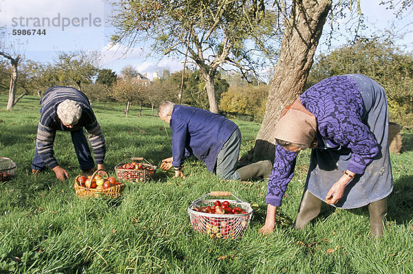 Sammeln von Äpfeln in einem Obstgarten  Auge Region  Normandie  Frankreich  Europa