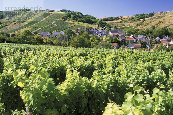 Weinberge bei Bue  in der Nähe von Sancerre  Loire  Frankreich  Europa