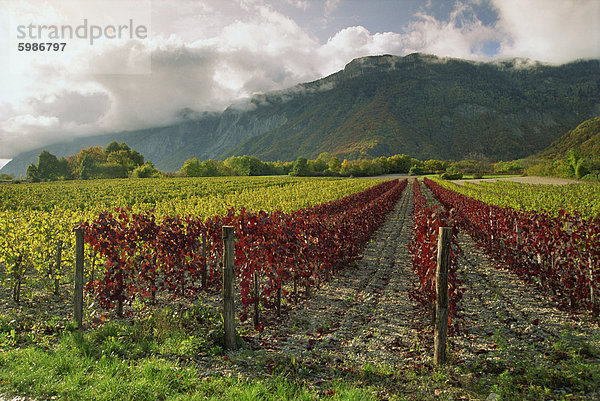 Weinberge in der Nähe von St. Ismier  in der Nähe von Chambéry  Savoie Rhone Alpes  Frankreich  Europa