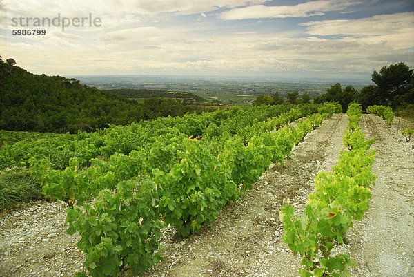 Weinberge in der Nähe von Gigondas  Vaucluse  Provence  Frankreich  Europa