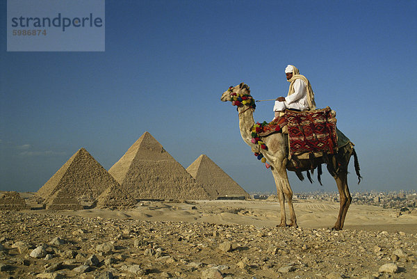 Kamel und Fahrer in der Nähe der Pyramiden  UNESCO Weltkulturerbe  Gizeh  Kairo  Ägypten  Nordafrika  Afrika