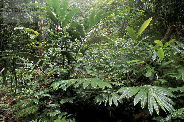 Schutz Wachstum Tal Pflanze Farn Zimmer Südostasien Asien Malaysia Regenwald Sabah