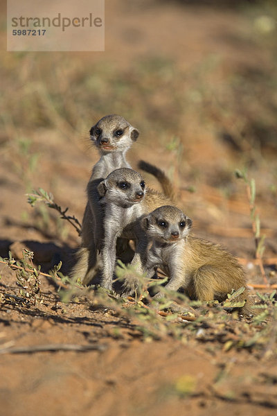 Junges Erdmännchen (Suricata Suricatta)  Kgalagadi-Transfrontier-Nationalpark  Northern Cape  Südafrika  Afrika