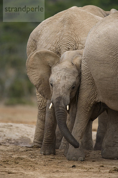 Kalb afrikanischen Elefanten (Loxodonta Africana)  Addo Elephant National Park  Südafrika  Afrika