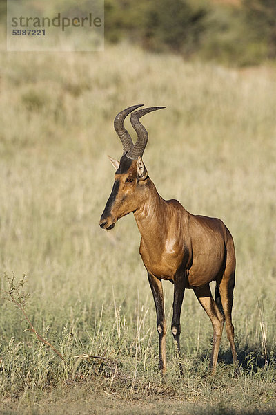 Rote Kuhantilope (Alcelaphus Buselaphus)  Kgalagadi-Transfrontier-Nationalpark  Northern Cape  Südafrika  Afrika