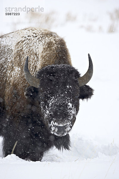 Bison (Bison Bison) in einem Schneesturm  Yellowstone Nationalpark  Wyoming  Vereinigte Staaten von Amerika  Nordamerika
