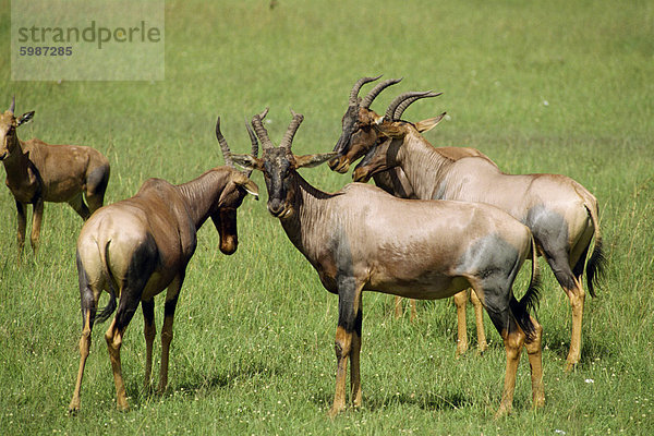 Nach obenIch  Masai Mara National Reserve  Kenia  Ostafrika  Afrika