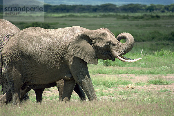 Elefant  Amboseli Nationalpark  Kenia  Ostafrika  Afrika