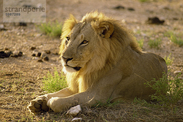 Löwe  Samburu National Reserve  Kenia  Ostafrika  Afrika