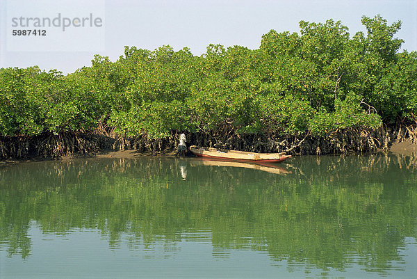 Ernte Austern von Mangroven in der Nähe von Makasutu  Gambia  Westafrika  Afrika