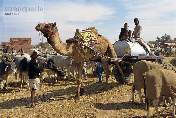 Vieh-Messe in der Nähe von Dechhu  nördlich von Jodhpur  Bundesstaat Rajasthan  Indien  Asien