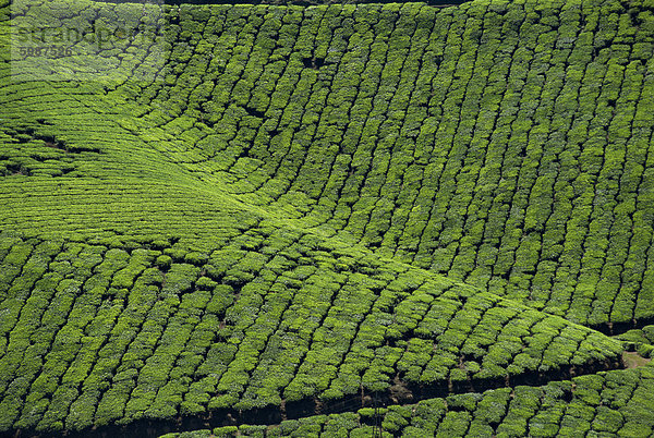 Tee-Land  Westghats nahe Munnar  Bundesstaat Kerala  Indien  Asien