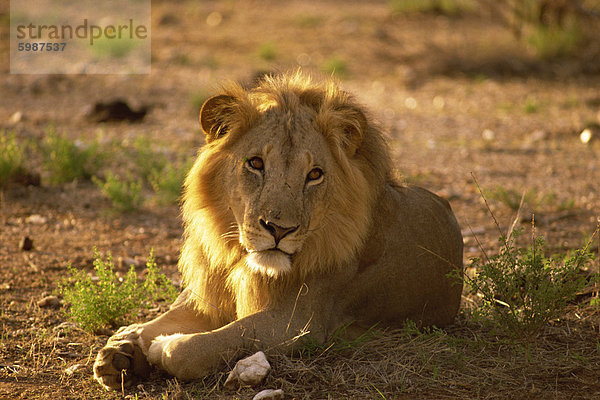 Männlichen Löwen  Samburu National Reserve  Kenia  Ostafrika  Afrika