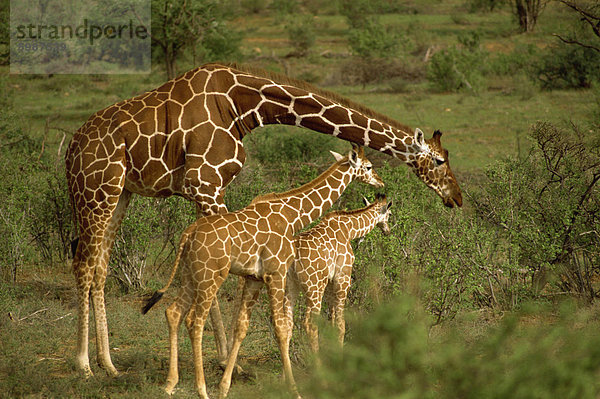 Retikulierter Giraffe  Samburu  Kenia  Ostafrika  Afrika