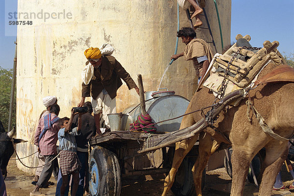 Sammeln von Wasser bei Rindern fair in der Nähe von Dechhu  nördlich von Jodhpur  Rajasthan Zustand  Indien  Asien