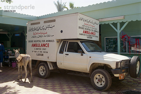 Tierische Ambulanz  Brooke-Klinik  wo alle Behandlung für Tiere frei ist  Luxor  Ägypten  Nordafrika  Afrika