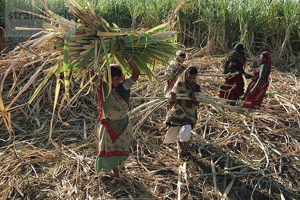 Zuckerrohr-Ernte  Gujarat Zustand  Indien  Asien
