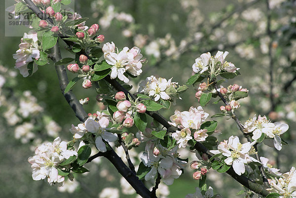 Apfelbäume in Blüte  Normandie  Frankreich  Europa