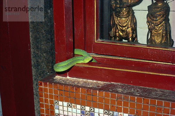 Wagler Pit Viper  Snake Temple  Penang  Malaysia  Südostasien  Asien