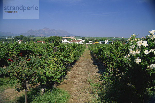 Weingut bei Stellenbosch  Kapprovinz  Südafrika  Afrika