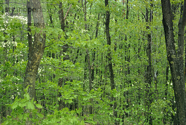 Decidous Wald  West Virginia  Vereinigte Staaten von Amerika  Nordamerika