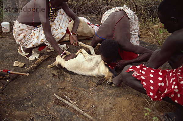 Samburu Moran (Krieger)  trinken Blut aus Ziegenmilch Hals  Samburuland  Kenia  Ostafrika  Afrika