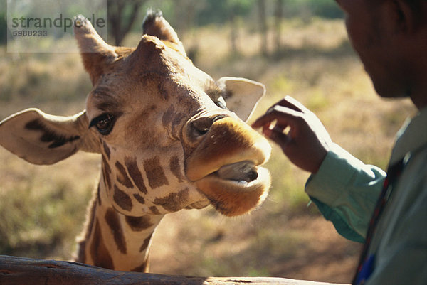 Giraffe Centre  Nairobi  Kenia  Ostafrika  Afrika