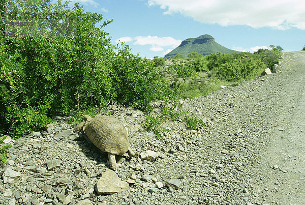 Schildkröte in der Nähe der Karoo-Stadt Graaff-Reinet  Südafrika  Afrika