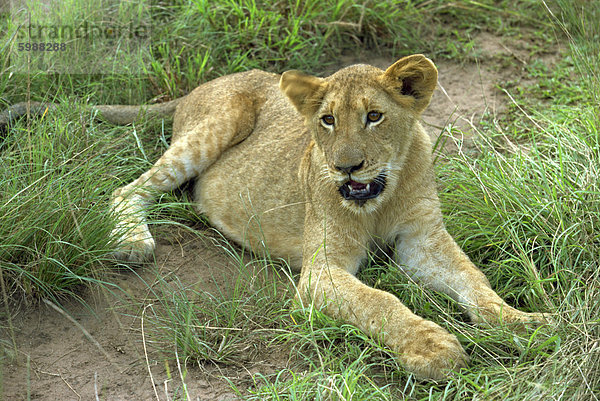 Ein junger Löwe  Südafrika  Afrika