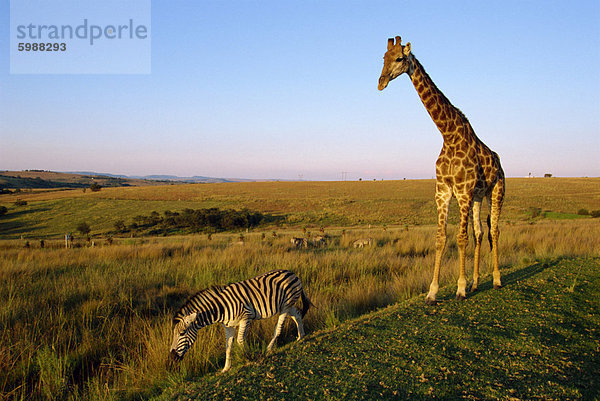 Giraffe und Zebra  Krüger Nationalpark  Südafrika  Afrika