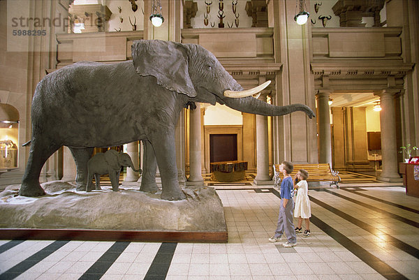 Transvaal Museum  Pretoria  Südafrika  Afrika