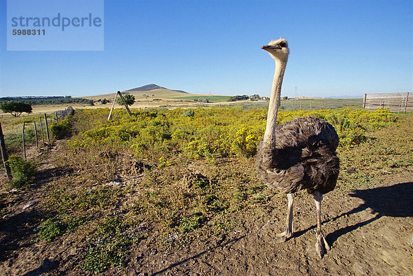 Touristischer Bauernhof  Strauß Ranch  Südafrika  Afrika