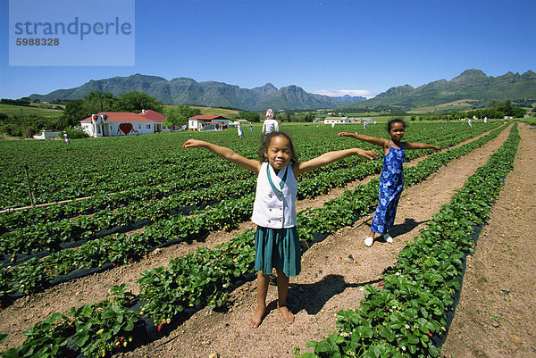 Erdbeer Feld  Südafrika  Afrika