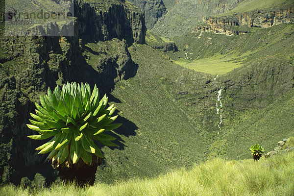 Chogoria-Tal  Mount Kenia  Kenia  Ostafrika  Afrika