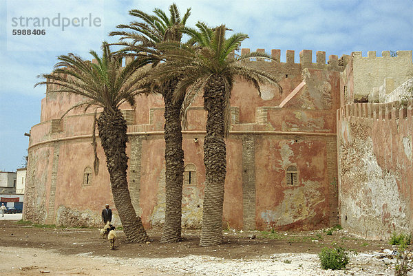 Hirt von der Stadt Wände  Essaouira  Marokko  Nordafrika  Afrika