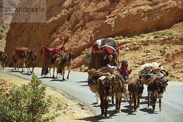 Oued Abiod Schlucht  Aures Gebirge  Algerien  Nordafrika  Afrika