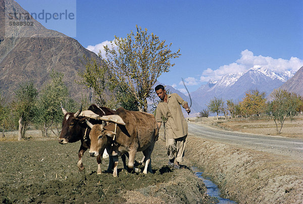 Ein Landwirt Pflügen mit einem Bullock-Team neben Karakorum Highway  im Gilgit Bereich von Pakistan  Asien