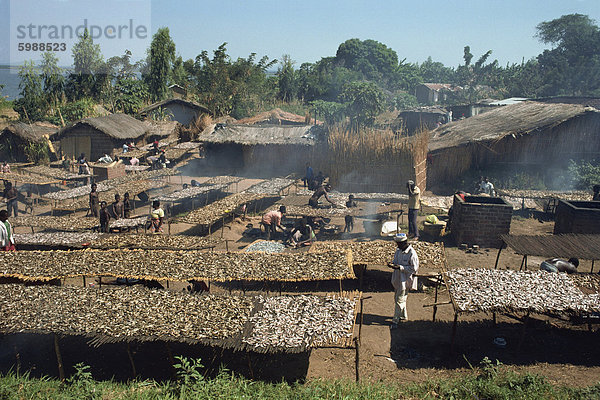 Rauchen Fische in einem Malawisee Fischerdorf  Malawi  Afrika